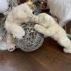 Osos Beige Peluche Grande - Imagen 5